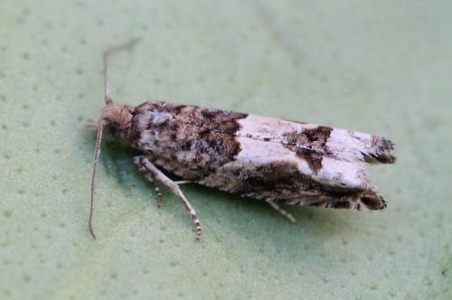 Réf. 154 226 : Crocidosema plebejana