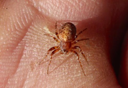 Réf. 154 473 : Cercidia prominens
