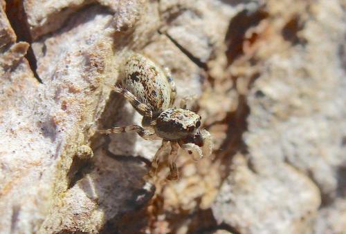 Réf. 154 520 : Salticus zebraneus