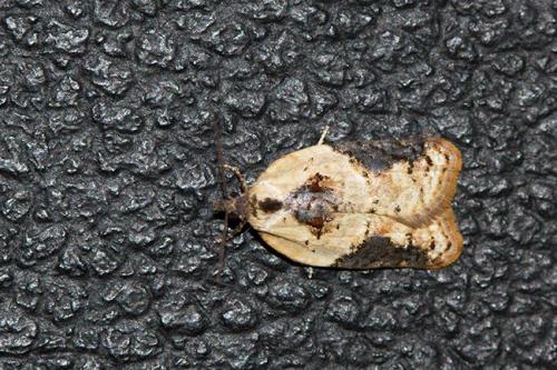 Réf. 154 156 : Acleris variegana