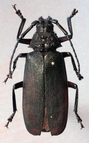 Réf. 154 869 : Paramacrotoma scabridorsis
