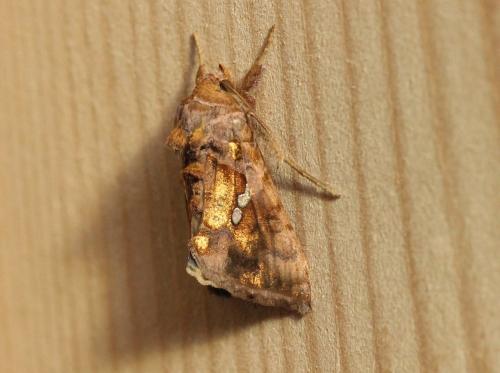 Chrysodeixis chalcites