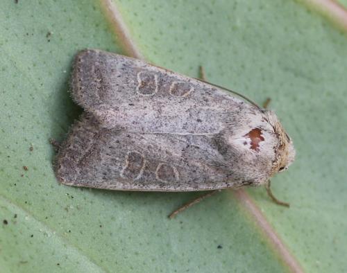 Réf. 154 182 : Hoplodrina sp.