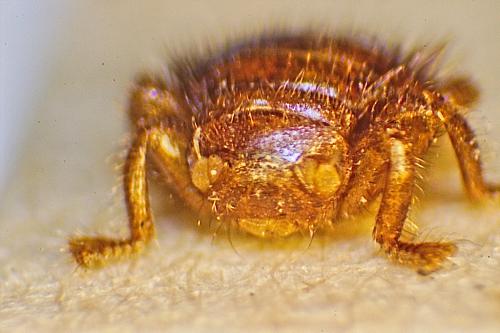 Réf. 154 660 : Braula coeca
