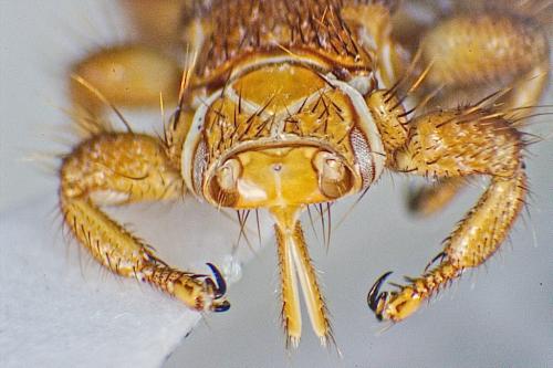 Melophagus ovinus