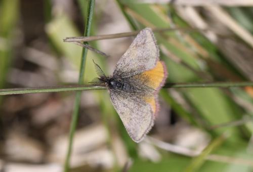 Réf. 154 936 : Lythria cruentaria