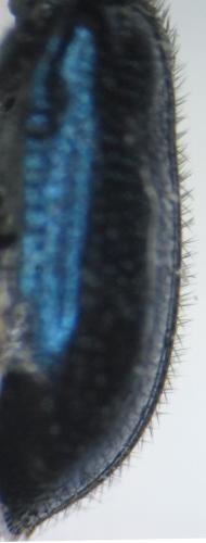 Korynetes ruficornis
