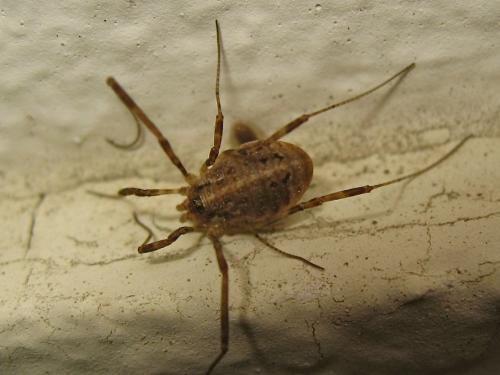 Paroligolophus agrestis