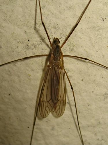 Tipula holoptera