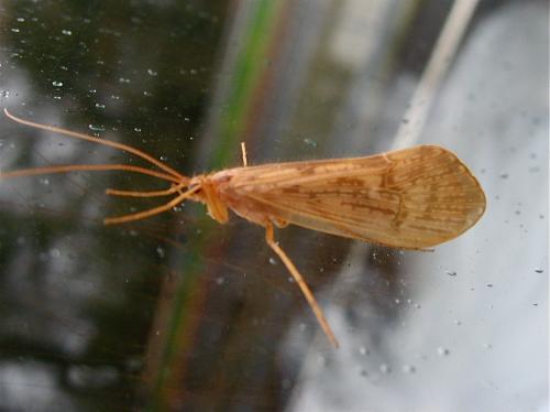 Réf. 154 051 : Halesus sp.