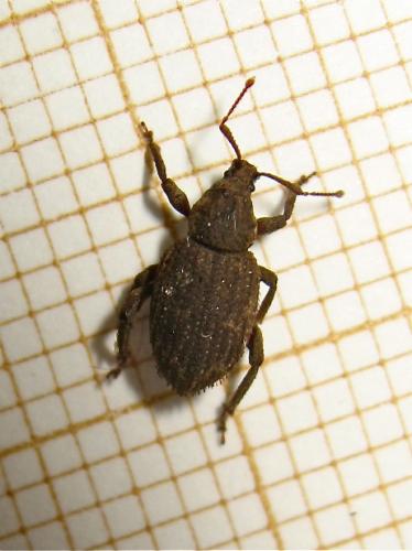 Réf. 154 162 : Caenopsis fissirostris