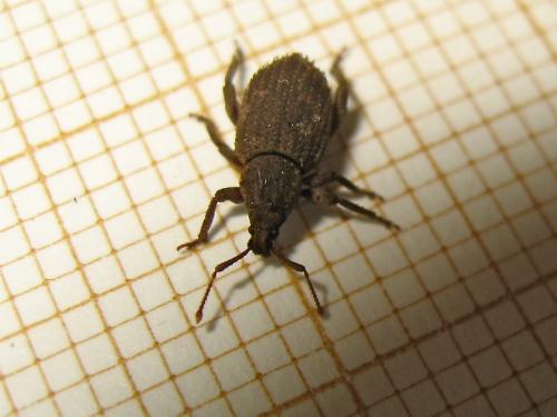 Caenopsis fissirostris