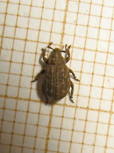 Réf. 154 143 : Trachyphloeus sp.
