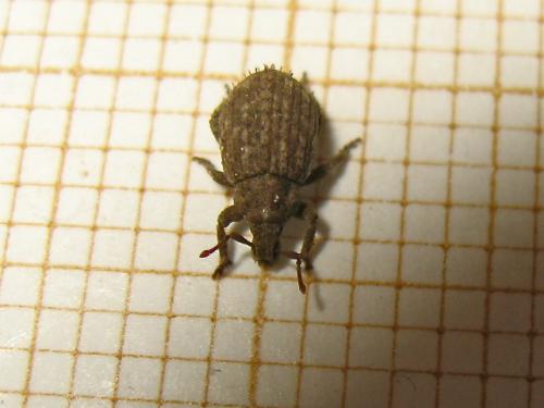 Trachyphloeus sp.