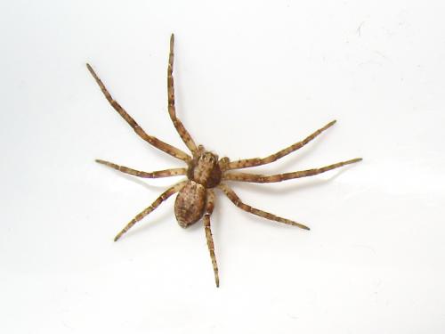 Philodromus sp.