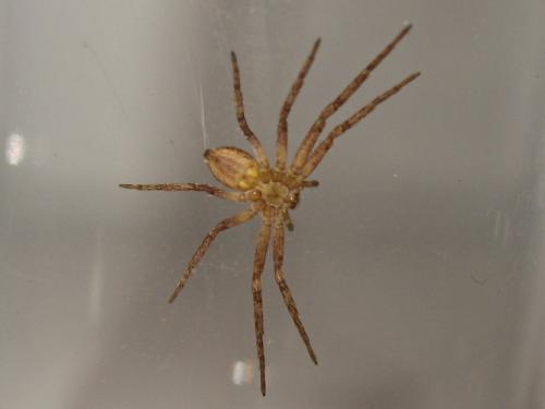 Philodromus sp.