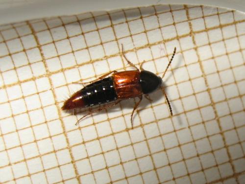 Bolitobius castaneus