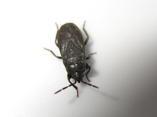 Megalonotus dilatatus