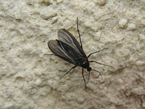 Réf. 154 455 : Sciara sp.