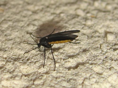 Sciara sp.