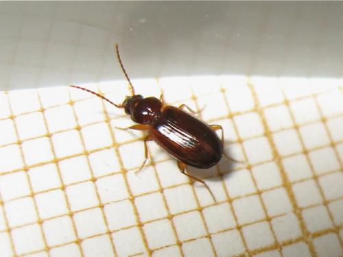 Trechus quadristriatus