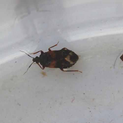 Réf. 154 332 : Lyctocoris dimidiatus