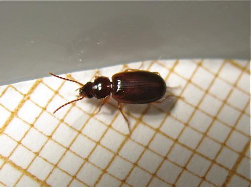Trechus quadristriatus