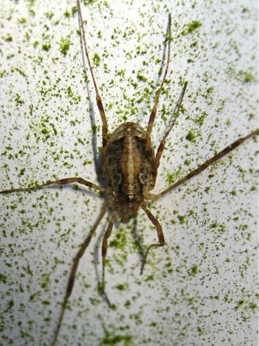 Paroligolophus agrestis