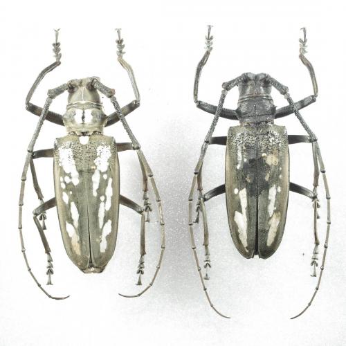 Batocera ushijimai