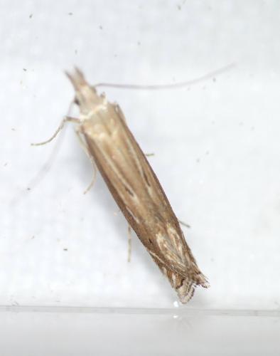 Isophrictis striatella