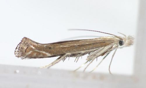 Isophrictis striatella