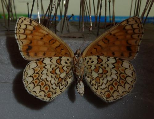 Melitaea phoebe