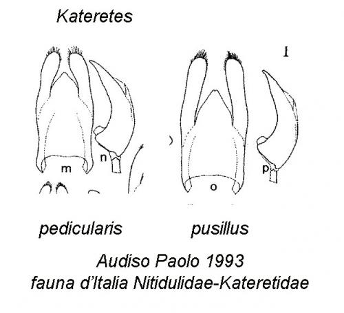 Réf. 154 873 : Kateretes divers