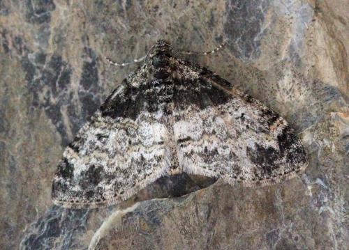 Réf. 154 763 : Lobophora halterata