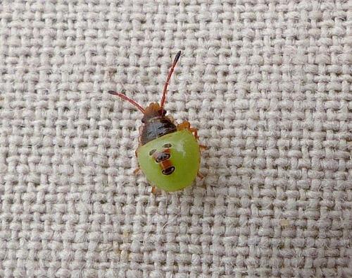 Acanthosoma haemorrhoidale haemorrhoidale