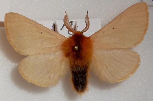 Lemonia taraxaci