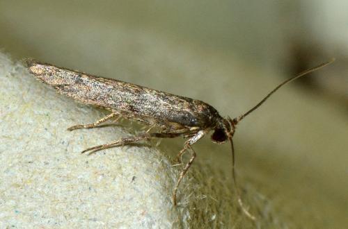 Blastobasis sp.