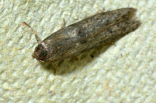 Blastobasis sp.
