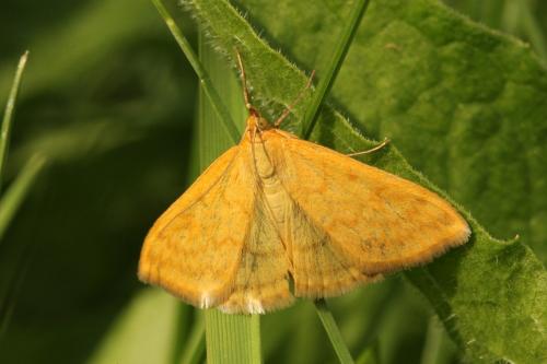 Réf. 154 477 : Sitochroa verticalis