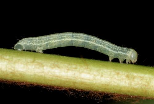 Operophtera brumata