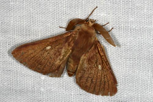 Lasiocampa trifolii