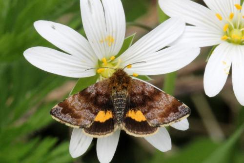 Panemeria tenebrata