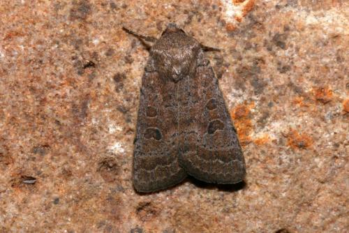 Réf. 154 733 : Hoplodrina sp.