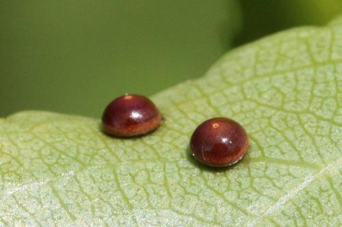Réf. 154 352 : Cerura vinula