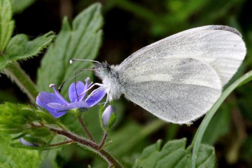 Leptidea sp.