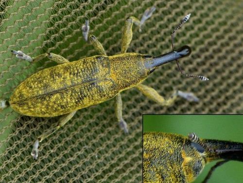 Réf. 154 166 : Lixus pulverulentus