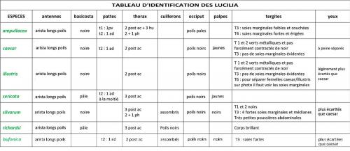 Lucilia divers