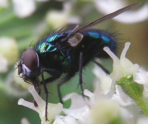 Lucilia silvarum