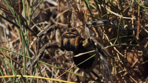 Lycosa tarantula