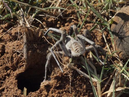 Lycosa tarantula